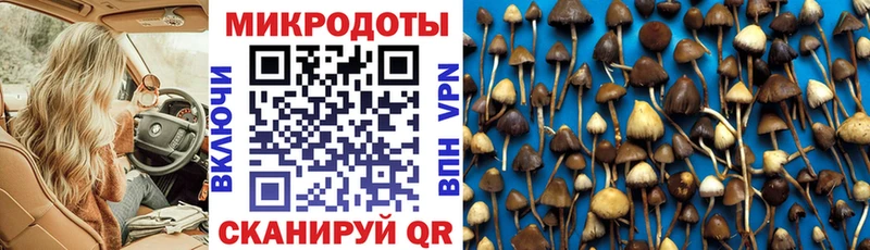 Галлюциногенные грибы Psilocybe  Купить закладки  Братск 